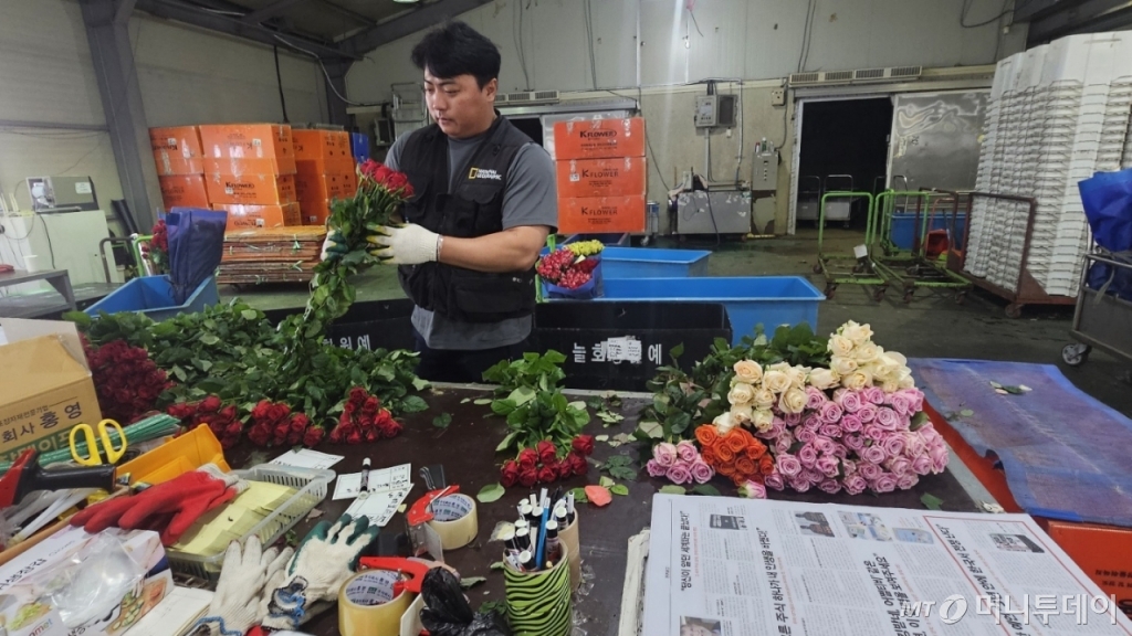 18일 오전 경기도 고양시 장미산지유통센터에서 직원들이 농장에서 수거한 장미를 10송이 단위로 포장하고 있다. /사진=박상혁 기자 /사진=박상혁 기자 