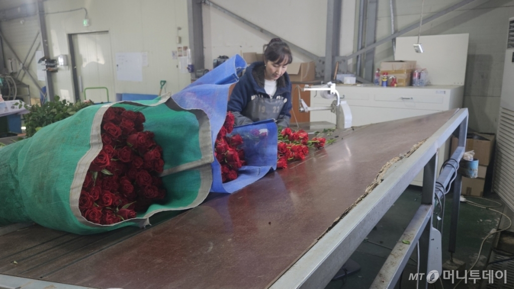 18일 오전 경기도 고양시 장미산지유통센터에서 직원들이 농장에서 수거한 장미를 10송이 단위로 포장하고 있다. /사진=박상혁 기자 /사진=박상혁 기자 