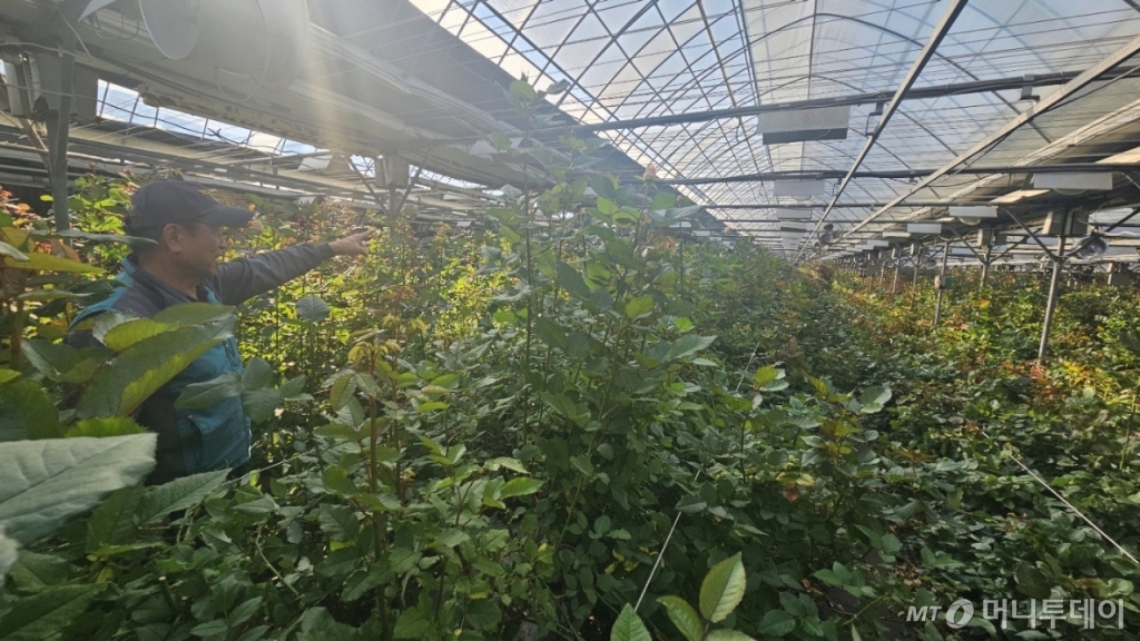 18일 오후 경기 파주시의 한 장미농가. 비밀하우스 내에 보일러와 보광등, 환풍기 등을 설치해 온도를 유지하고 있다. /사진=박상혁 기자