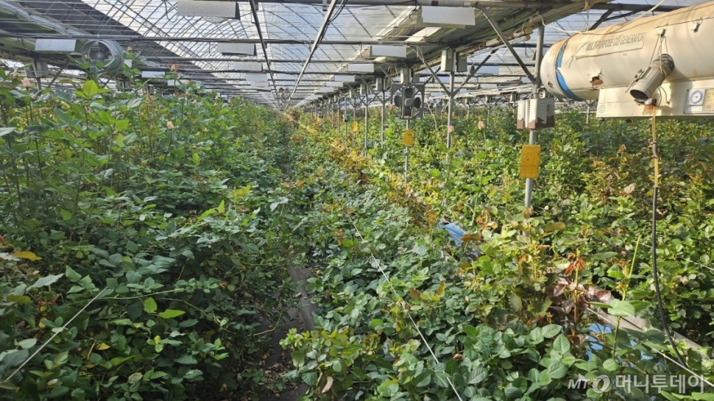 18일 오후 경기 파주시의 한 장미농가. 비밀하우스 내에 보일러와 보광등, 환풍기 등을 설치해 온도를 유지하고 있다. /사진=박상혁 기자