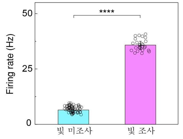 소프트 인공망막을 이식한 망막에 빛을 비췄을 때 빛을 받은 부분에서 약 4배 더 큰 망막 신호가 확인됐다. /그래프=연세대 