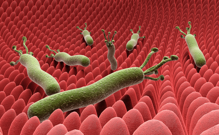 위 내벽에 달라붙어 내벽을 망가뜨리는 헬리코박터균의 이미지.