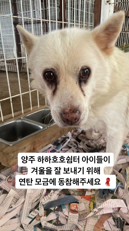 겨울은 유기견들을 돌보는 지역 민간 쉼터에는 참으로 춥고도 긴 계절. 팅커벨프로젝트에 구호 요청을 한 양주 하하호호쉼터 소장님./사진=팅커벨프로젝트 네이버 카페