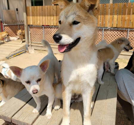 지역 유기견보호소 강아지들 모습./사진=팅커벨프로젝트 네이버 카페