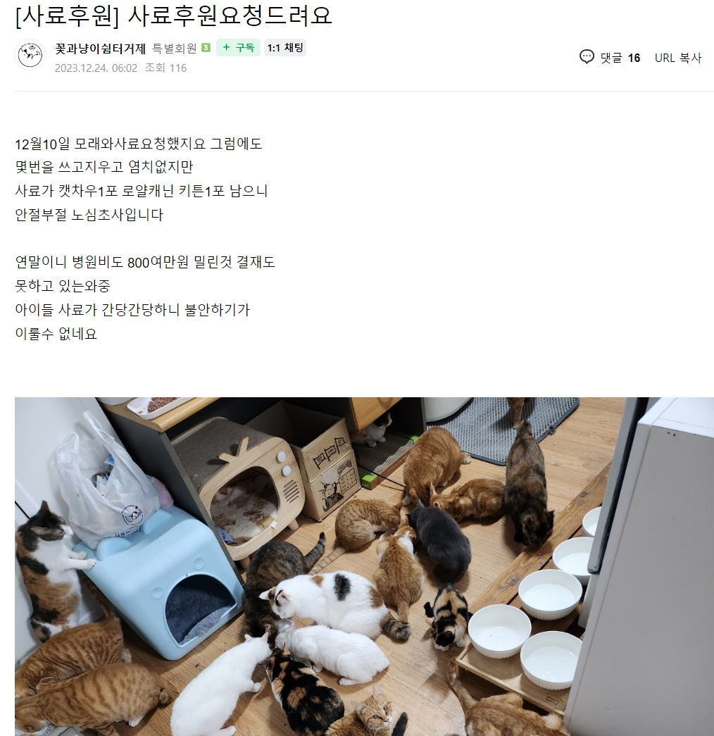 가만히 두면 '안락사'를 당하거나 길에서 굶어 죽거나, 로드킬을 당했을 고양이들. 민간 쉼터가 거두지 않았다면 그리 될 수밖에 없는, 인간 동물 위주의 세상이랄까. 돌보는 일은 희생을 동반하기에, 소장님 홀로 하기에 너무 힘든 일이다. 개인의 삶이란 게 없다. 그러니 매일 애들 살리고 먹이겠다고, 애쓰고 동분서주한다./사진=팅커벨프로젝트 네이버 카페