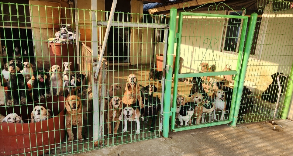 전북 익산 하얀 강아지 쉼터 아이들 모습. 이들은 늘 바깥을 바라보고 있다. 가족을 기다리며./사진=팅커벨프로젝트 네이버 카페 