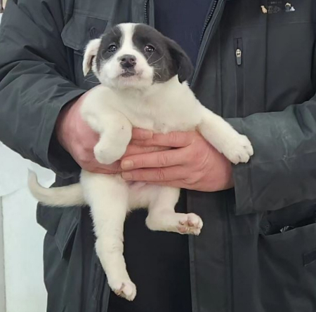 '뚱아저씨' 황동열 팅커벨프로젝트 대표가 지난달 구조해 온 유기견 '용이'. 뚱아저씨가 정성껏 치료해준 덕분에 용이는 파보 바이러스에 걸려 죽을뻔했던 위기를 무사히 넘기고, 이리 깨발랄 건강한 꼬물이가 되었다./사진=팅커벨프로젝트