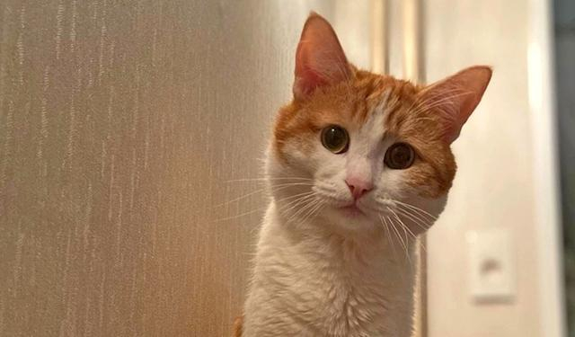 영하 30도에 열차 밖으로 쫓겨났다가 숨진 채 발견된 고양이 '트윅스'의 모습./사진=X(옛 트위터)