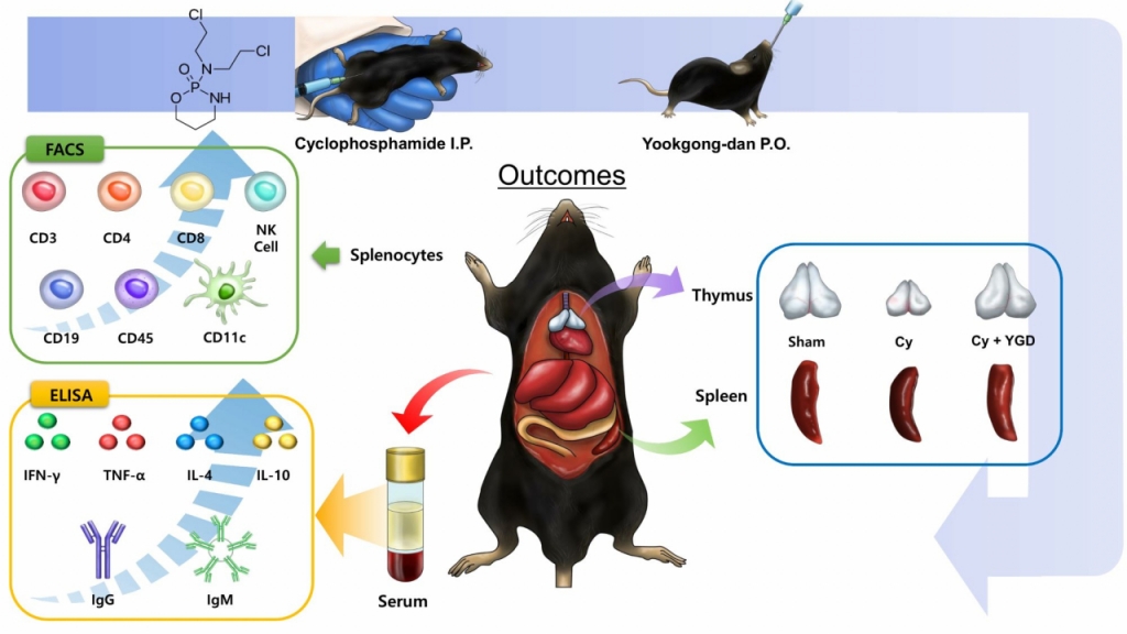 육공단을 실험 쥐에 투여한 후 면역세포·조직의 변화. /자료=김현성 박사 연구팀