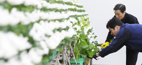 2014년 2월 18일 오전 부산외국어대학교에서 이 학교 관계자들이 전날 경주 마우나리조트붕괴사고로 숨진 희생자들의 분향소를 준비하고 있다. /사진=뉴스1  