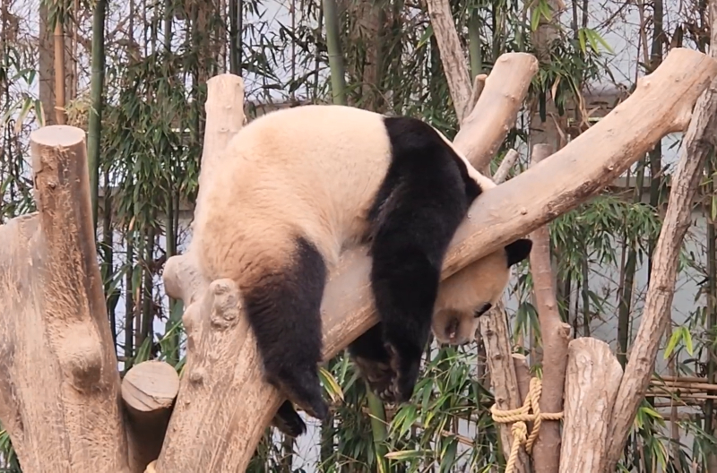 29일 낮 경기 용인시 에버랜드 판다월드. 푸바오가 낮잠을 자고 있다. /사진=김미루 기자