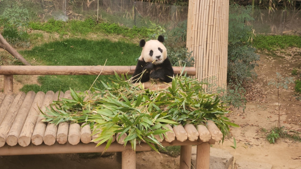 29일 낮 경기 용인시 에버랜드 판다월드. /사진=김미루 기자