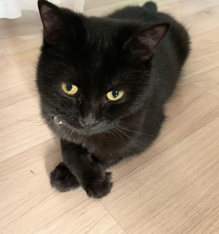 앞 발을 엑스자로 만든 용식이. 와칸다 포에버(영화 블랙팬서 참조), 그런 느낌이다./사진=용식이 보호자님