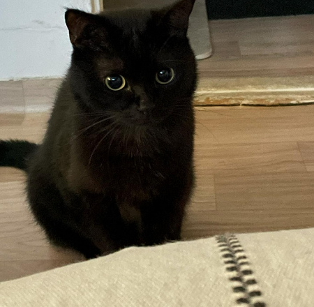 눈이 어쩜 이리 동그란지. 귀여워서 많이 올리는 것 이해해주십시오./사진=용식이 보호자님