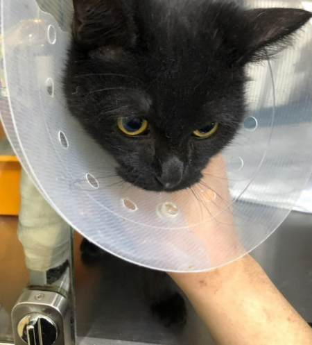 다리 수술을 한 용식이. 후유증이 남지 않아서 다행이야./사진=용식이 보호자님