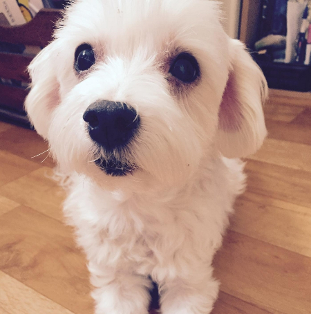 처음 마음을 주었고, 아무리 시간이 흘러도 마음에 고스란히 남아 있을, 반려견 미돌이./사진=미돌이의 영원한 보호자님