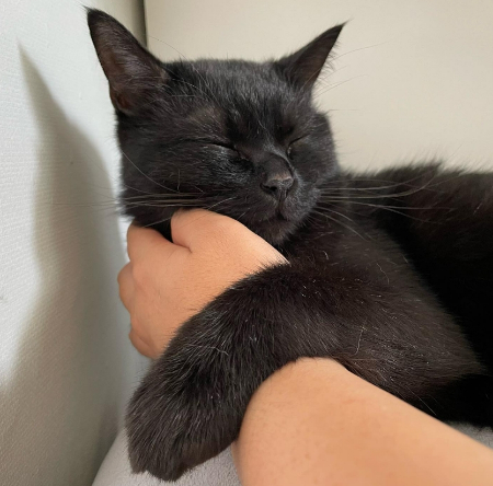 '이 부드러움을, 따뜻함을, 또 얼마나 그리워하게 될지 가끔 생각해본다. 어느 순간 먼저 다가와서, 얼굴을 만져주면 한 쪽 다리로 내 팔을 껴안듯 걸쳐 마음껏 그 안정감을 누리는 다정한 고양이. 이런 다정함이 또 있을까. 서로에게 오랫동안 기쁨이 되자.' 용식이 보호자님이 쓴 글./사진=용식이 보호자님