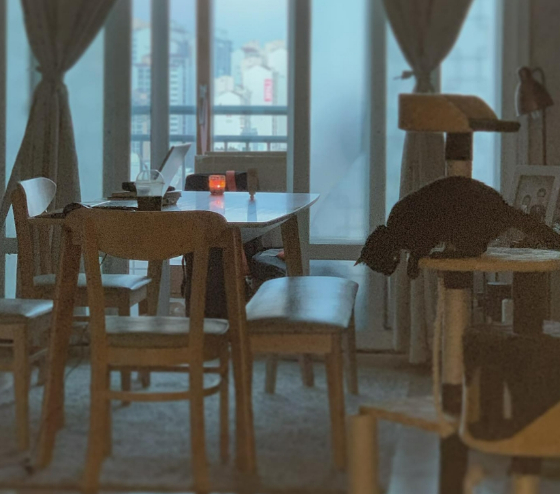 까만 고양이 용식이가 캣타워에서 내려가려 하고 있다./사진=용식이 보호자님