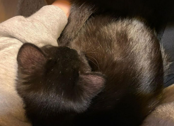 무릎에 올라오는 걸 좋아라하는 용식이./사진=용식이 보호자님