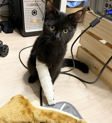 앞 다리가 부러져 수술 받은 용식이. 다리가 부러진 게 누군가에겐 버릴 이유가 됐고, 누군가에겐 살릴 이유가 됐다./사진=용식이 보호자님