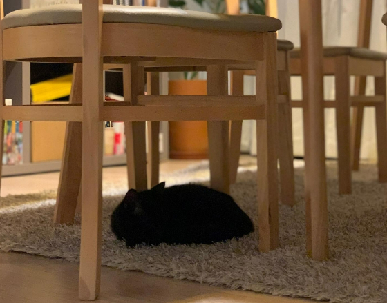 길에서 처음 집으로 데리고 온 날. 새끼 고양이였던 용식이는 카펫 위에 웅크리고 이리 잠을 쌔근쌔근 푹 잤다. 길 위의 삶이 얼마나 고단하고 긴장되었을지./사진=용식이 보호자님