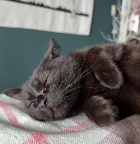 코오오, 코오오옹, 참 곤히도 편하게 잔다./사진=용식이 보호자님