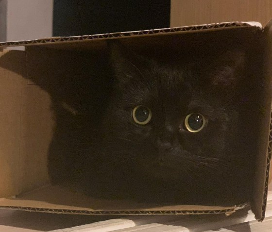 종이 상자 안에 들어간 용식이./사진=용식이 보호자님