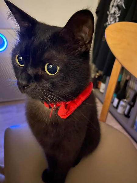 용식아, 무슨 생각하니./사진=용식이 보호자님