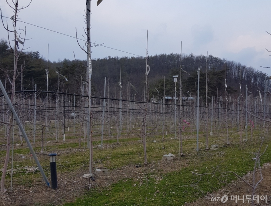 지난 19일 경북 청송군 파천면에 있는 송모씨의 사과 과수원. /사진=독자 제공