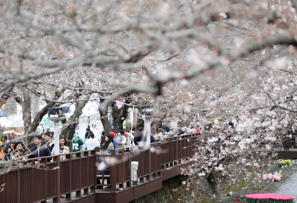 국내 대표 벚꽃 축제인 진해군항제가 열리고 있는 지난 24일 경남 창원시 진해구 여좌천 일대에서 관광객들이 일부 개화하기 시작한 벚꽃을 보며 즐거운 시간을 보내고 있다.   진해군항제는 오는 4월 1일까지 진해구 일원에서 열린다. 꽃샘추위 증가와 일조시간 부족으로 벚꽃 개화가 예상보다 늦은 것과 관련해 창원시는 축제 기간을 연장하는 방안을 고려하고 있다. 2024.3.24/뉴스1  Copyright © 뉴스1. All rights reserved. 무단 전재 및 재배포,  AI학습 이용 금지. /사진=(창원=뉴스1) 윤일지 기자