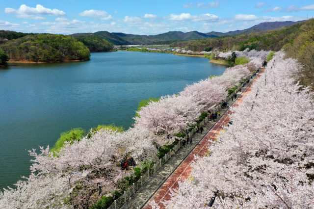 수원 광교저수지 벚꽃길./사진제공=수원시