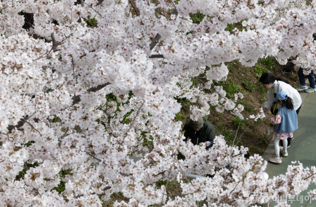 절기상 청명인 4일 서울 강남구 양재천 일미리다리 인근에서 어린이들이 벚꽃 산책을 즐기고 있다. /사진제공=뉴시스 /사진=김근수