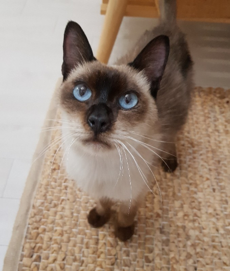 처음 집에 왔던 날, 노을이의 모습. 이제부터 제 고민이 시작됩니다. 기사 사진 제한이 스무 장인데, 넣고 싶은 게 몹시 많거든요. 이건 귀여운 노을이 잘못입니다./사진=따스한 묘르신, 노을이 보호자님