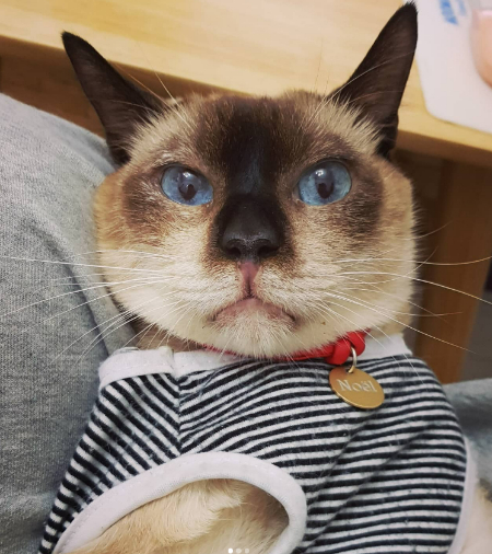 이름표를 달고, 검은 줄무늬 옷을 입고, 안온한 표정으로 집사를 바라본다. 여긴 맘이 편하고, 안심해도 좋은 공간인 것 같아. 그런 표정이다./사진=따스한 묘르신, 노을이 보호자님