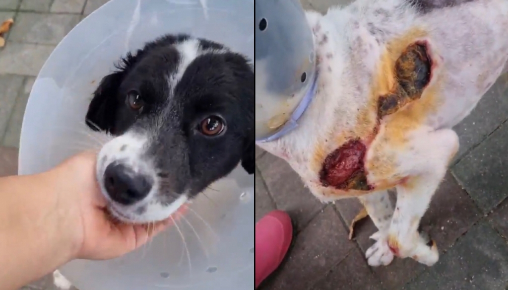 줄에 묶여, 아스팔트 바닥에 끌린 것 같은 상처를 가지고 있었던 강아지 '가온이'. 상처투성이에 메마른 몸. 안락사 될 확률이 높았던 가온이를 일단 살릴 수 있었던 건 '임시 보호'였다. 입양갈 때까지 시간을 벌어주는 귀한 일./사진=가온이 임보자, 장신재 핌피바이러스 대표