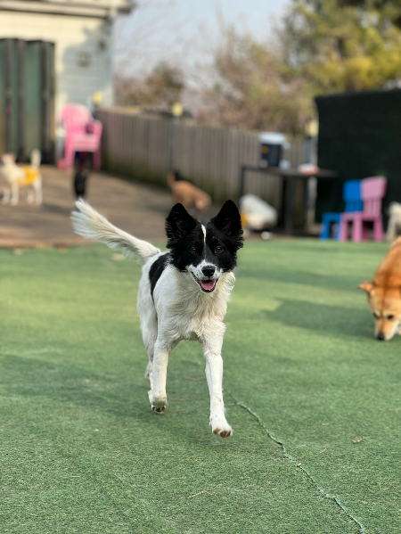 신나게 달리는 걸 좋아한단다. 이리 뛰놀 수 있게돼 다행이야, 정말./사진=가온이 임보자, 장신재 핌피바이러스 대표