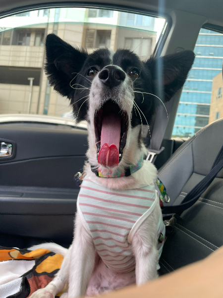 하아아아품. 피곤한 강아지가 행복한 강아지래, 가온아./사진=가온이 임보자, 장신재 핌피바이러스 대표