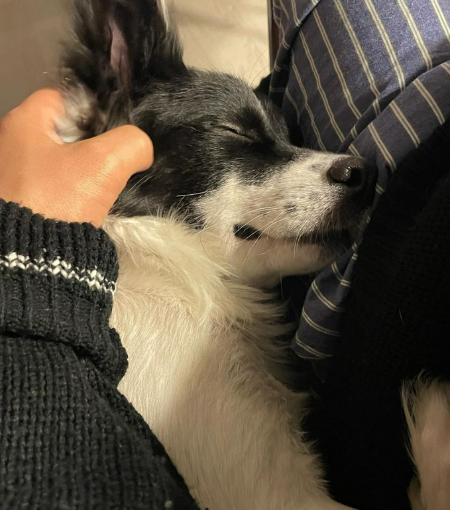 잠깐만 살려준다면, 돌봐준다면, 함께해줄 가족과 이어준다면. 그 징검다리 역할이 임보다./사진=가온이 임보자, 장신재 핌피바이러스 대표