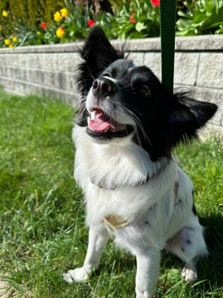 그리 행복한 가족을 찾았습니다. 해피엔딩. 임시보호가 없었다면, 이 모습은 영원히 볼 수 없었을 거다./사진=가온이 임보자, 장신재 핌피바이러스 대표