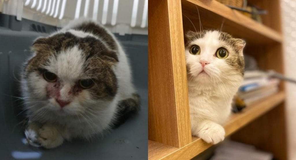 '이랬는데 요래됐슴당.' 애니멀호더 집에서 구한 고양이 '뭉땡이'는 불과 1~2주만에 다른 고양이가 되었다. 임시보호 덕분에./사진=뭉땡이 임보자였던, 장신재 핌피바이러스 대표