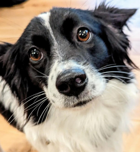 가온아, 행복해야해. /사진=가온이 임보자, 장신재 핌피바이러스 대표