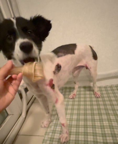 가온이가 병원에서 치료 받을 당시 모습./사진=가온이 임보자, 장신재 핌피바이러스 대표