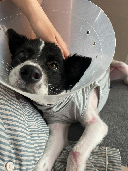 집에 가자, 함께 지내다 보면 좋아질 거야. 사랑해줄테니까./사진=가온이 임보자, 장신재 핌피바이러스 대표