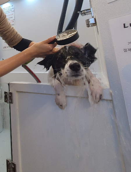 깨끗하게, 예쁘게 이리 목욕도 하고요./사진=가온이 임보자, 장신재 핌피바이러스 대표