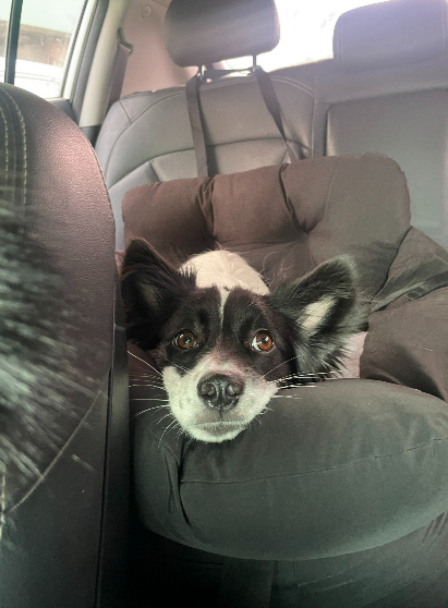 얼떨떨하지만 차도 함께 타보고./사진=가온이 임보자, 장신재 핌피바이러스 대표