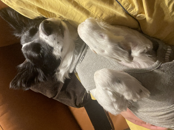 놀다가 지쳐 피곤하면 이리 코 잠들기도 하고./사진=가온이 임보자, 장신재 핌피바이러스 대표