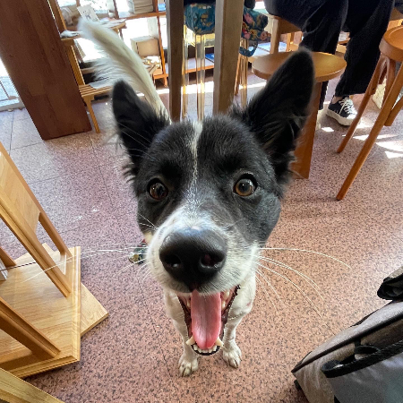 그러다 보니 이리 웃는 날도 찾아왔다. 달라진 표정, 마음, 사랑해주는 이들 앞에서 원래 모습이 편히 나온 것./사진=가온이 임보자, 장신재 핌피바이러스 대표