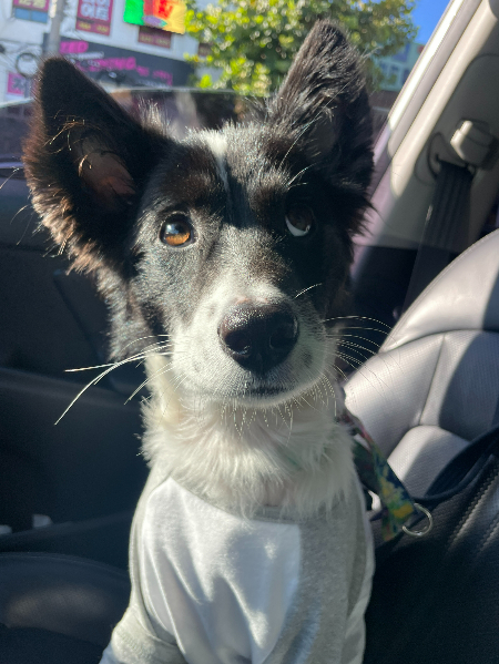 무언가 바라는 표정의, 그저 사랑스러운 가온이./사진=가온이 임보자, 장신재 핌피바이러스 대표