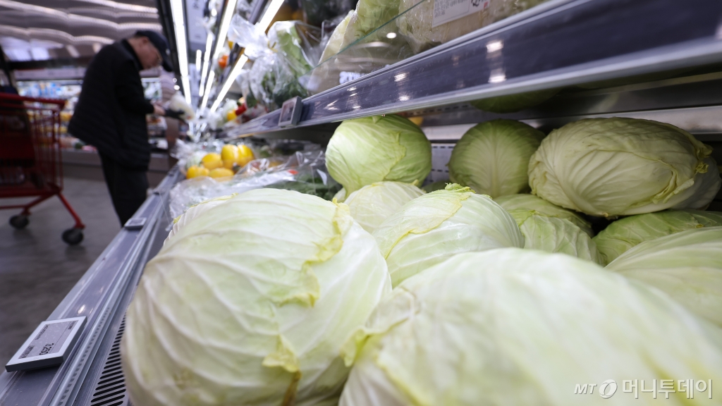 (서울=뉴스1) 박지혜 기자 = 8일 서울의 한 대형마트에 작황 부진으로 가격이 급등한 양배추가 진열돼 있다.   기상 여건 탓에 일부 채소류 가격은 오름세를 보이고 있다. 양배추는 포기당 4862원으로 한 달 새 25.4% 올랐다. 이는 1년 전, 평년 가격과 비교해 각각 28.1%, 32.2% 비싸다. 2024.4.8/뉴스1  Copyright © 뉴스1. All rights reserved. 무단 전재 및 재배포,  AI학습 이용 금지. /사진=(서울=뉴스1) 박지혜 기자