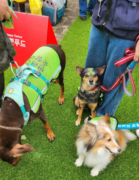 서울 중구에서 2년차 반려견순찰대 활동을 하고 있는 김제니 대원(가운데, 보호자 김진아 대원). 순찰대 활동을 하며 모르는 사람들과도 만나고 활동하고, 우리 구의 활동과 동네 돌아가는 일, 시설물에 관심이 많아졌단다./사진=김진아 반려견 순찰대 대원님 